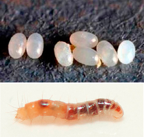 On the photo above are the flea eggs, below is the larva.