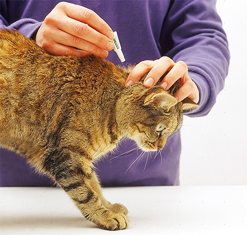 Flea drops are applied to the withers of a cat.
