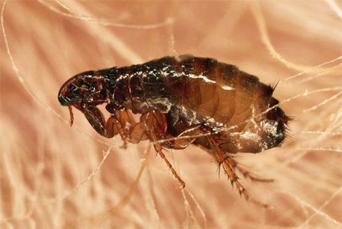 Fipronil quickly causes paralysis and death of fleas.