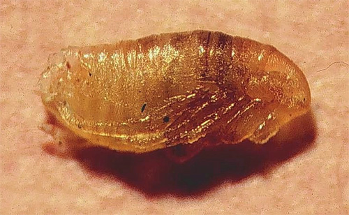 At the last stage of development, the flea larva turns into a pupa