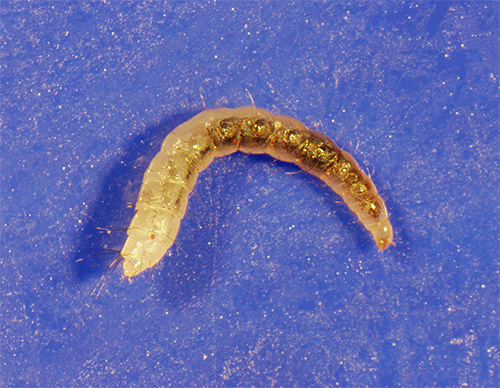 The flea larva will die only by direct contact with the insecticide powder.