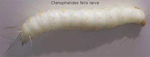 Larger image of a cat flea larva
