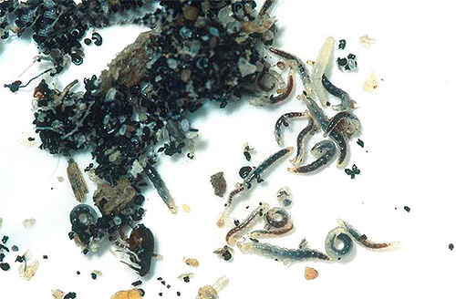 Flea larvae among excrement and cage debris