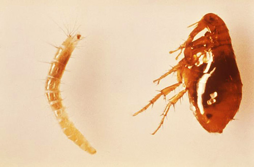 In the photo - flea larva and adult