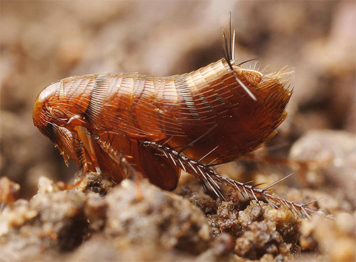 Alakurt - rather large flea