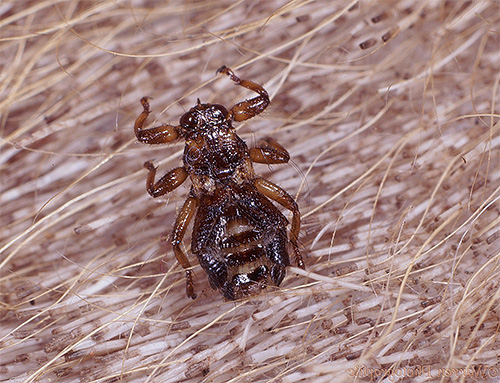 The photo shows a bloodsucker deer (otherwise called elk flea) in the animal's fur.