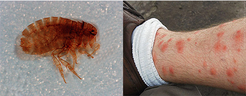 Sandy fleas can cause serious harm to health: what is the danger of these parasites and how to protect ourselves from them, we will continue and talk