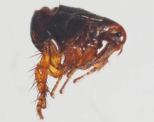 Externally, sandy fleas are much like ordinary fleas.