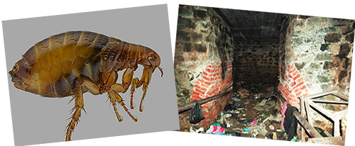 Details about the basement fleas and their potential danger to humans