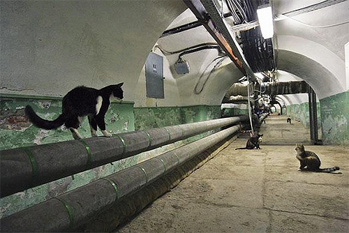 Cats living in basements can easily infect pets with fleas.