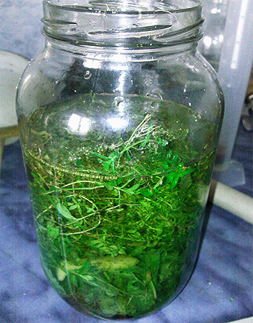 Tincture of wormwood, cooked with your own hands