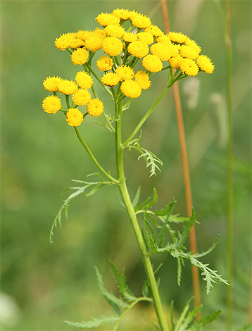 Tansy has a very strong odor, so it can be used to scare away fleas just like wormwood.