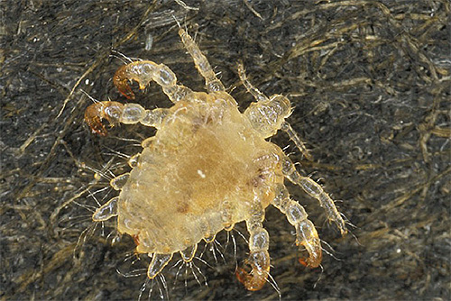 Photo of pubic louse