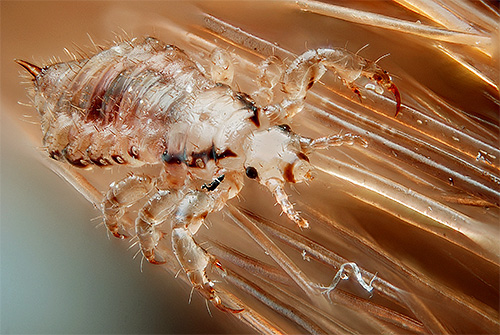 On a photo - a head louse on hair