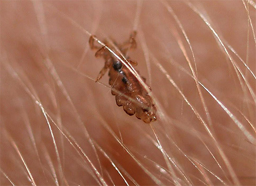 Having noticed even a small amount of lice on the head, it is important to immediately begin treatment for them.