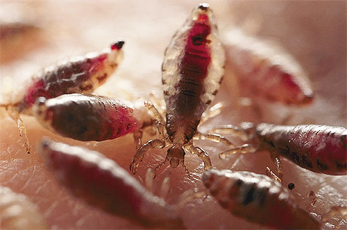 Lice accumulation during feeding
