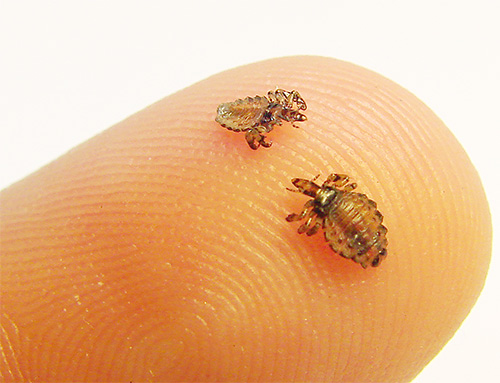 Body lice on the finger