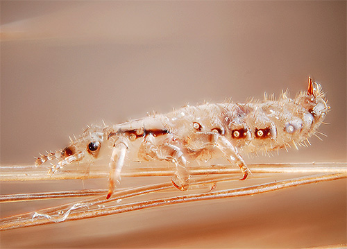Another photo of a head louse
