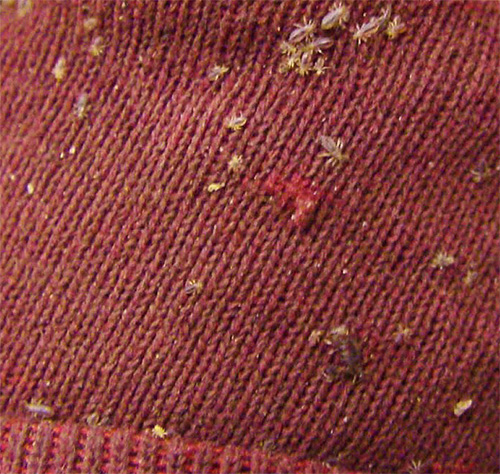 Accumulation of lice on the sleeve