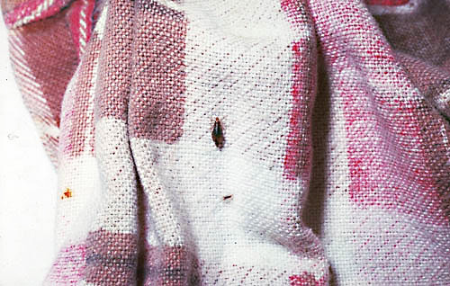 Hanging louse among the folds of clothes
