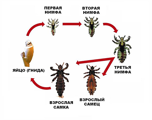 The picture shows the complete breeding cycle of the head louse.