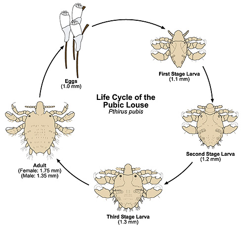 Och den här bilden visar livscykeln för pubic louse (Pthiris Pubis)