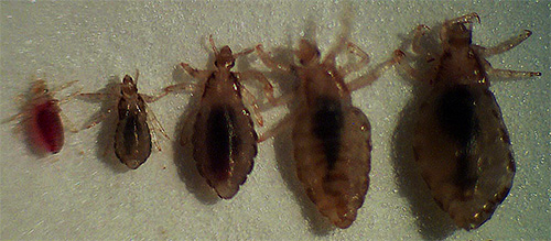 On the photo are nymphs and adult lice.