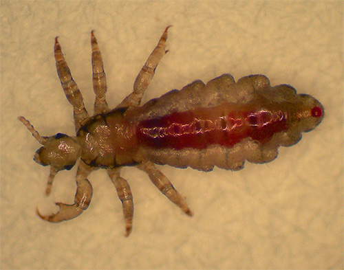 The photo shows a louse when magnified: a well-marked belly full of blood.