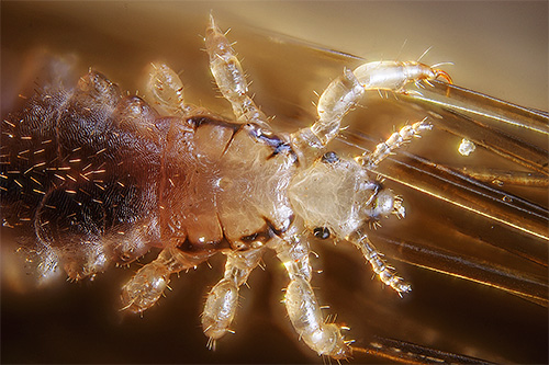 Louse is not easy to notice on the hair, because it is most often located at the base of the hair