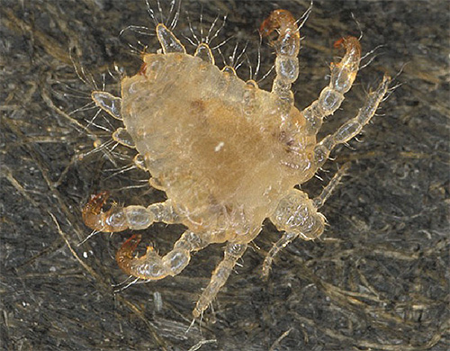 Pubic louse close up