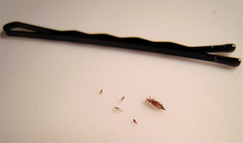 Lice can sometimes be carried on headgear or hair care products.