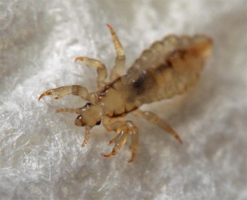 Linen louse on fabric