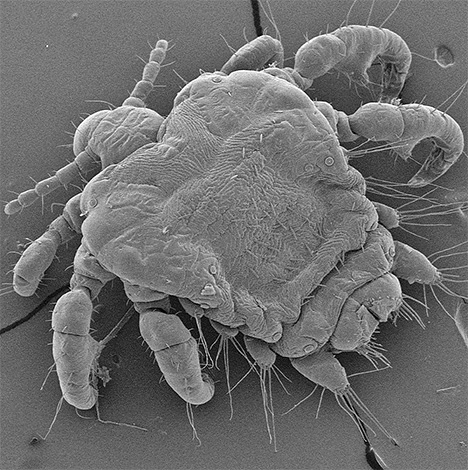 Pubic louse under ett mikroskop