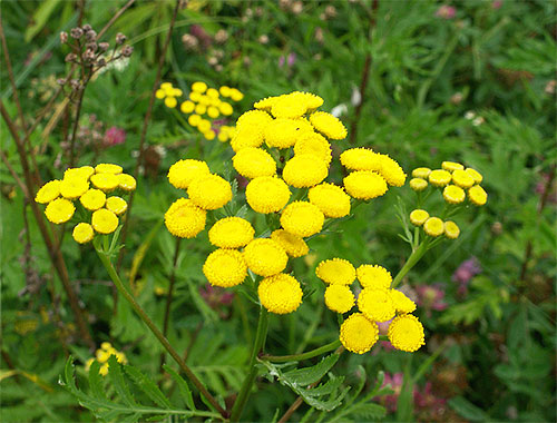 Among the plants whose smells are afraid of fleas, tansy and wormwood are especially effective.