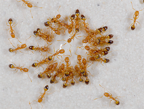 Gemeenschappelijke binnenlandse (of farao) mieren zijn natuurlijke vijanden van vlooien.