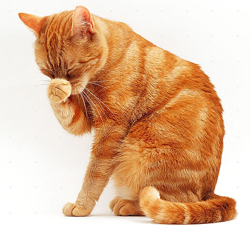 Cats and cats are more sensitive to pyrethroids than dogs, so they should be especially careful with flea products.