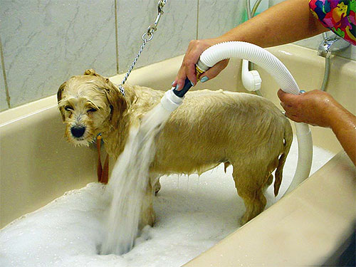 Regelmatig huisdier baden kan worden gebruikt als een preventieve maatregel voor het voorkomen van vlooien.
