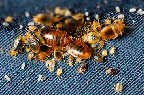 We get acquainted with the features of the procedure for the disinsection of bedbugs ...