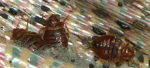 The cost of processing a one-room apartment for bedbugs is usually not much more expensive than the cost of drugs for self-control of parasites.