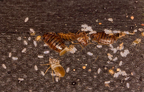 Some time after disinsection, larvae hatch from surviving eggs of bedbugs, which must also be destroyed.