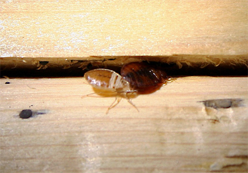 The use of insecticidal aerosols and sprays can destroy bedbugs, even in hard to reach places