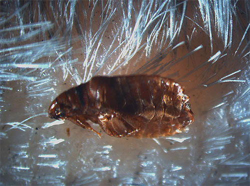 In the photo - a flea in the fur of the animal