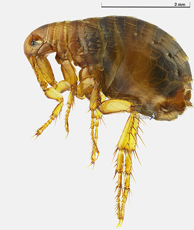Any modern dichlorv is sufficiently effective against fleas.