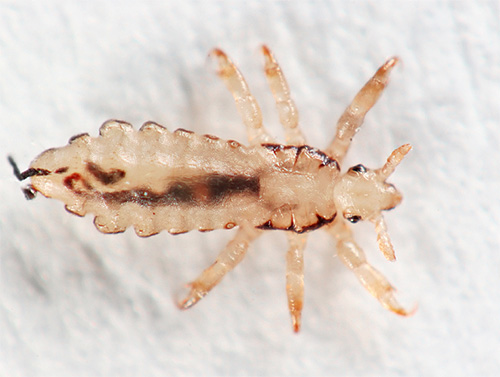 We are familiar with the features of the biology and appearance of head lice: photographs, interesting facts and potential danger to humans ...