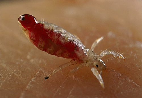 The bite body louse turns red with blood.