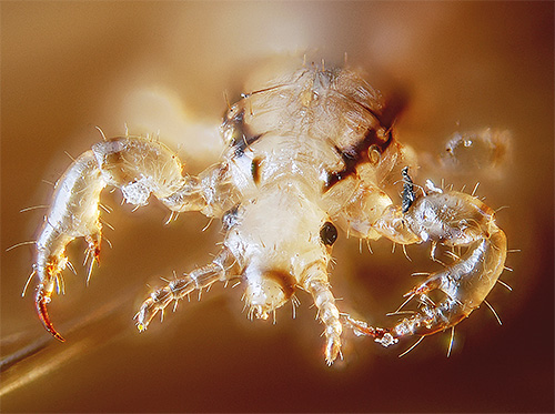 Head louse can crawl through the hairs with special protuberances on the legs.