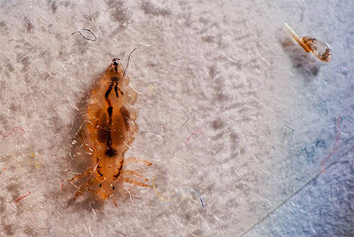 The body louse, unlike the head louse, is adapted to life on a person’s clothing