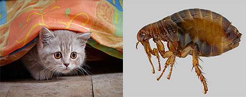 Let's look at how and with the help of what means to make the fight against fleas in an apartment as quick and efficient ...
