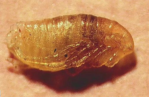 Pupae fleas can survive even after the fleas themselves and their larvae have been destroyed.