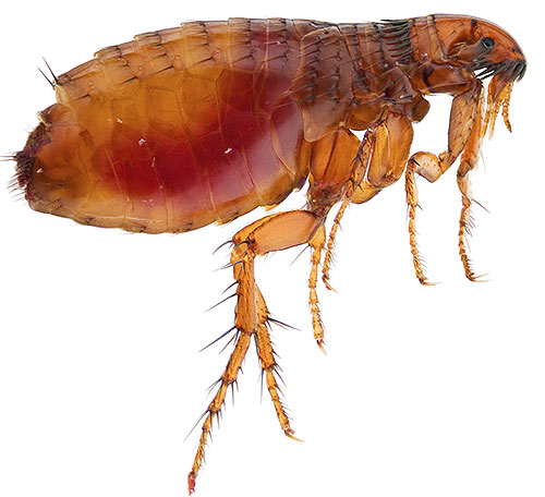 Most modern insecticides are toxic to fleas and are relatively safe for humans.